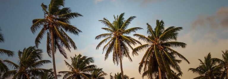 Homepage_Banner_-_Palm_Removal-optimized