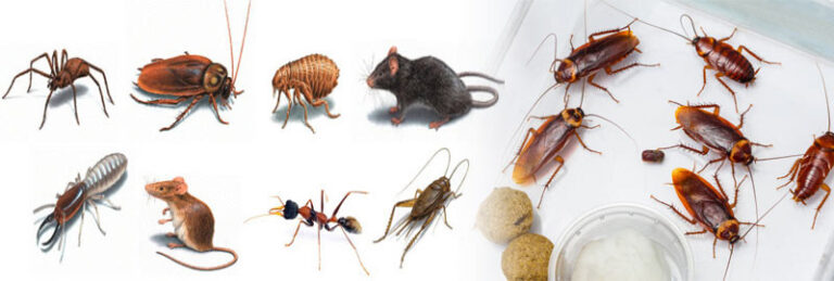 pest-control-sydney-03-1