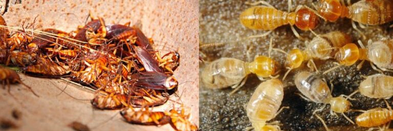 pest-control-Brisbane-03-1 pest-control-Brisbane-03-1