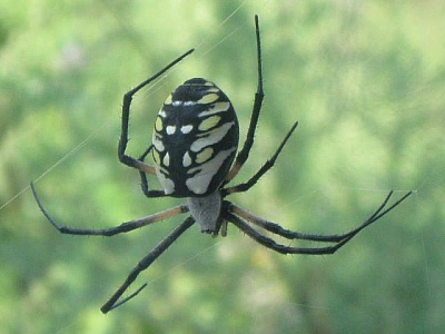 orb-weaver orb-weaver