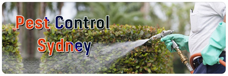 pest-control-sydney-04
