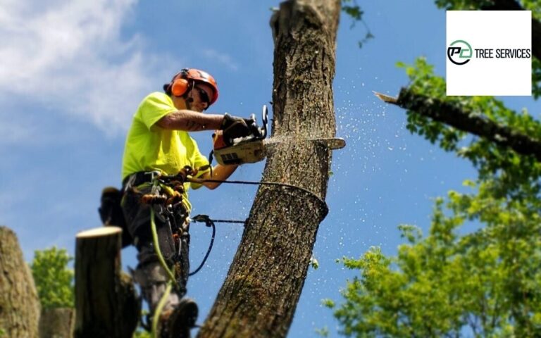 Points To Consider When Selecting A Tree Removal Service 1 768x480